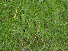 Psoralea asarina