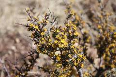 Euryops asparagoides