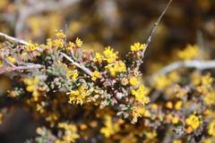 Euryops asparagoides