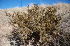 Euryops asparagoides