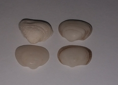 Striarca lactea