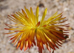Drosanthemum bicolor