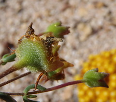 Drosanthemum bicolor