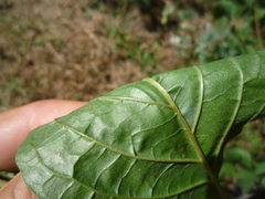 Cornus sanguinea australis