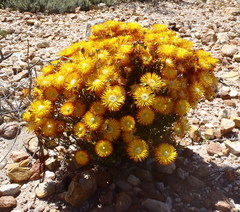 Drosanthemum bicolor