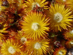 Drosanthemum bicolor