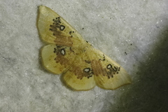 Cyclophora albiocellaria
