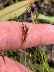 Rhynchospora capillacea