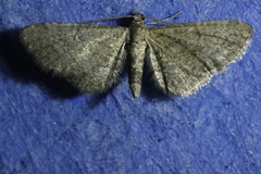Eupithecia plumbeolata