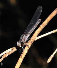 Platycypha caligata