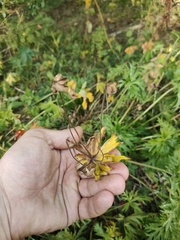 Anemonastrum biarmiense
