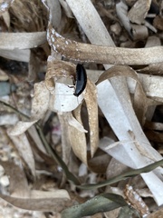 Loboptera
