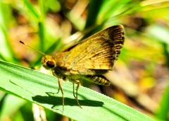 Callimormus saturnus