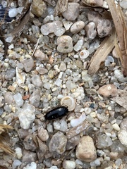 Loboptera