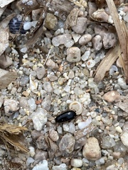 Loboptera