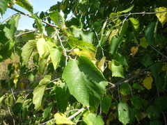 Corylus colurna