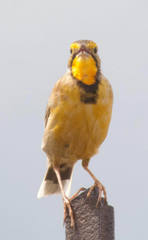 Macronyx capensis colletti