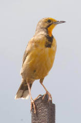 Macronyx capensis colletti