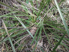 Plantago maritima serpentina