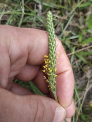 Plantago maritima serpentina