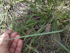 Plantago maritima serpentina
