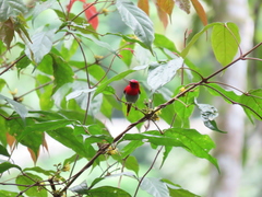 Aethopyga temminckii