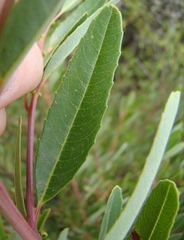 Noltea africana