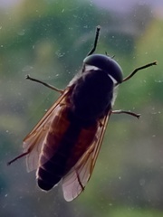 Hybomitra distinguenda