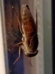 Hybomitra distinguenda