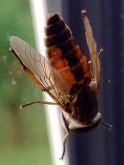 Hybomitra distinguenda