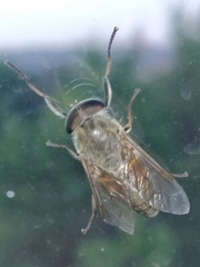 Hybomitra distinguenda