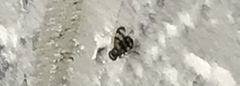Chaetopsis massyla