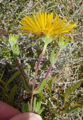 Drosanthemum bicolor