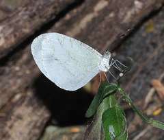 Leptosia alcesta inalcesta