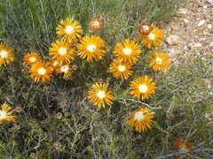 Drosanthemum bicolor
