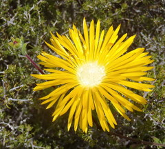 Drosanthemum bicolor