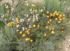 Drosanthemum bicolor