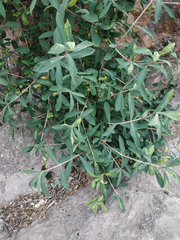 Lonicera pyrenaica