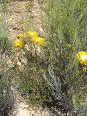 Drosanthemum bicolor