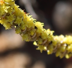 Crassula muscosa muscosa