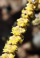 Crassula muscosa muscosa