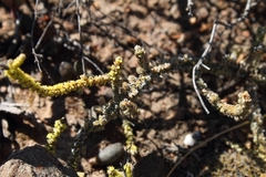 Crassula muscosa muscosa