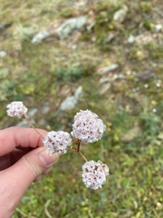 Limonium flexuosum