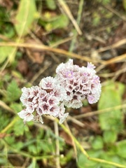 Limonium flexuosum