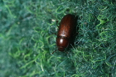 Uloma culinaris