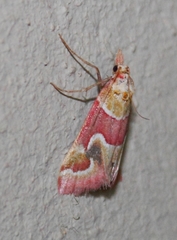Hypotia bolinalis