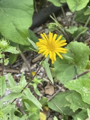 Grindelia scabra