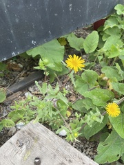 Grindelia scabra