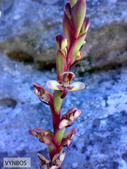 Disa ophrydea