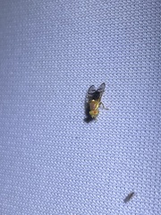 Paraterellia superba